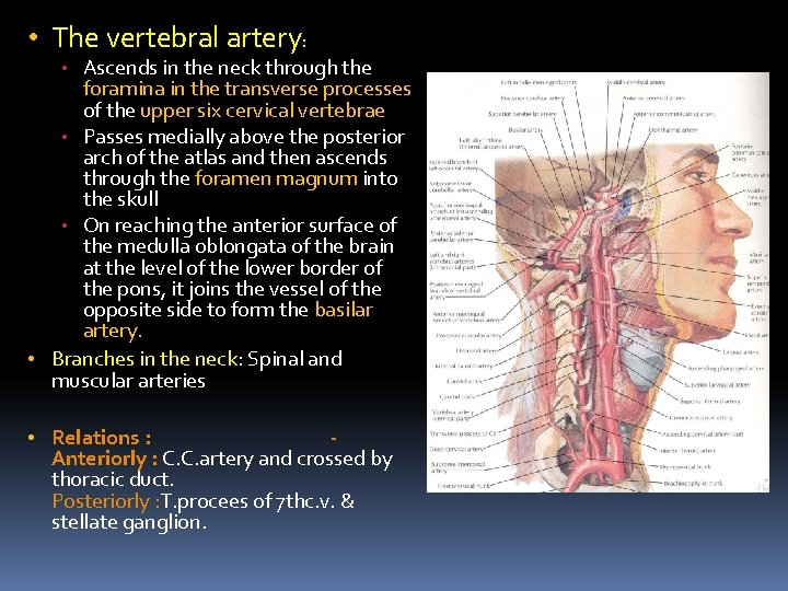  • The vertebral artery: • Ascends in the neck through the foramina in