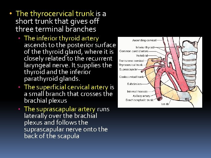  • The thyrocervical trunk is a short trunk that gives off three terminal