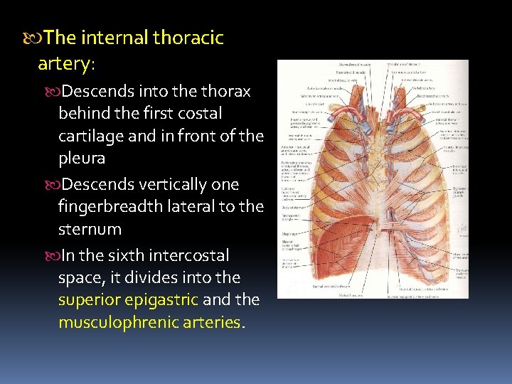  The internal thoracic artery: Descends into the thorax behind the first costal cartilage