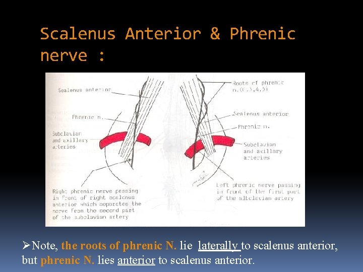 Scalenus Anterior & Phrenic nerve : ØNote, the roots of phrenic N. lie laterally
