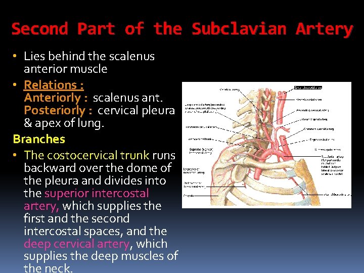 Second Part of the Subclavian Artery • Lies behind the scalenus anterior muscle •