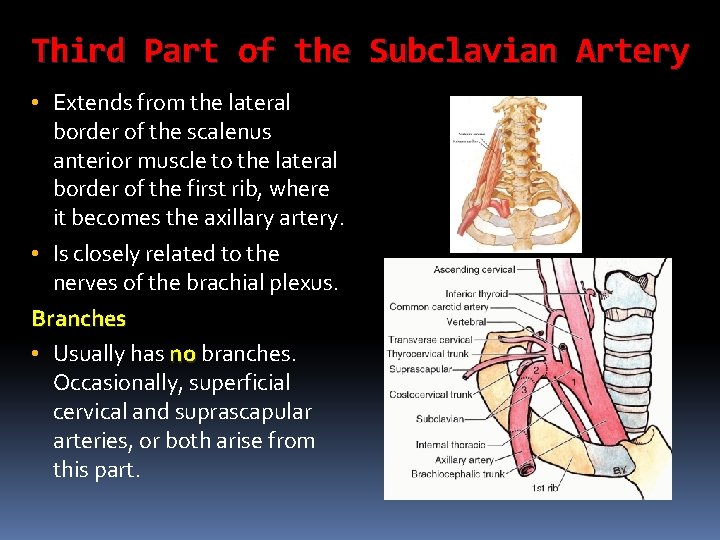 Third Part of the Subclavian Artery • Extends from the lateral border of the