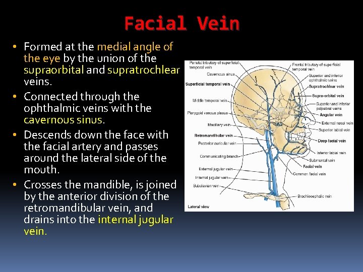 Facial Vein • Formed at the medial angle of the eye by the union