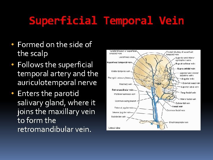 Superficial Temporal Vein • Formed on the side of the scalp • Follows the