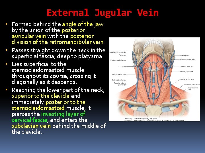 External Jugular Vein • Formed behind the angle of the jaw by the union