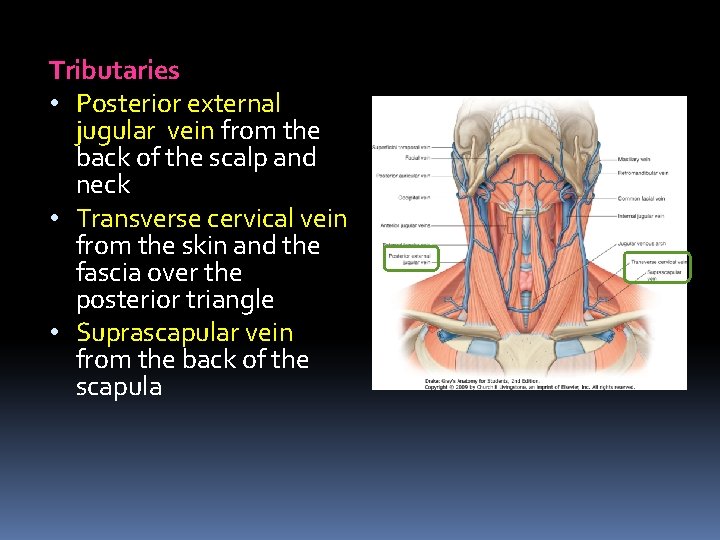 Tributaries • Posterior external jugular vein from the back of the scalp and neck