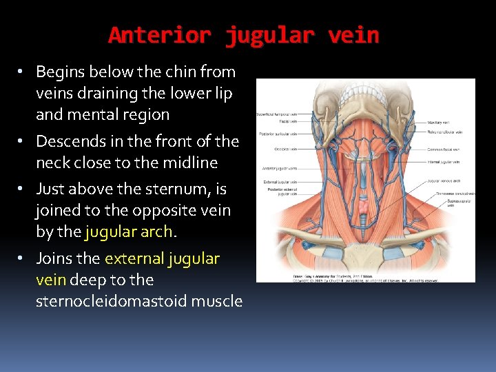 Anterior jugular vein • Begins below the chin from veins draining the lower lip