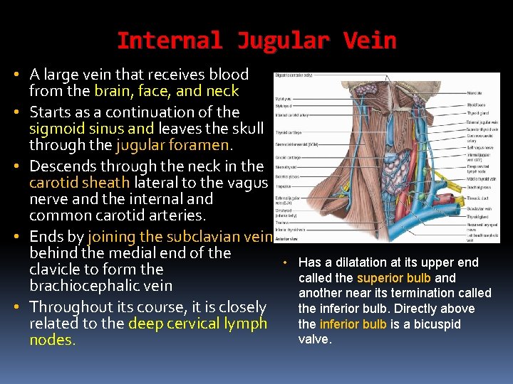 Internal Jugular Vein • A large vein that receives blood from the brain, face,