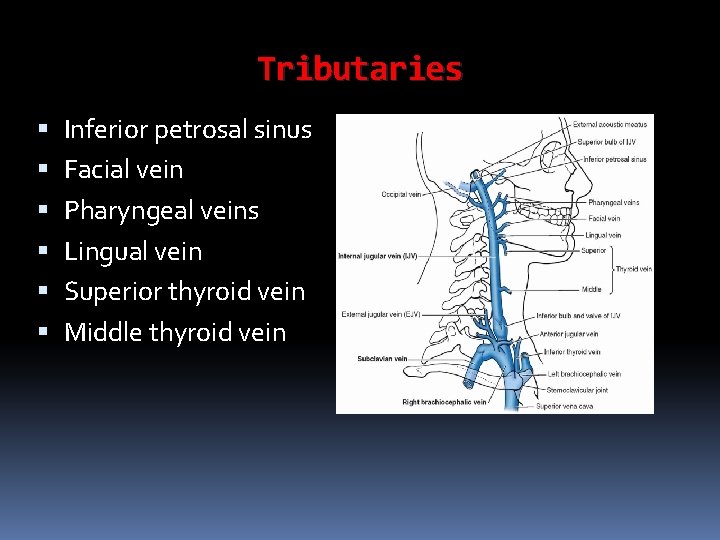 Tributaries Inferior petrosal sinus Facial vein Pharyngeal veins Lingual vein Superior thyroid vein Middle