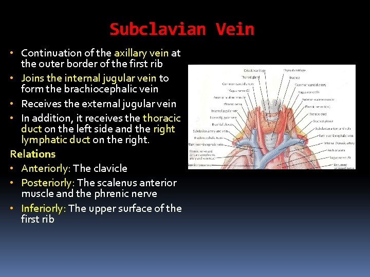 Subclavian Vein • Continuation of the axillary vein at the outer border of the