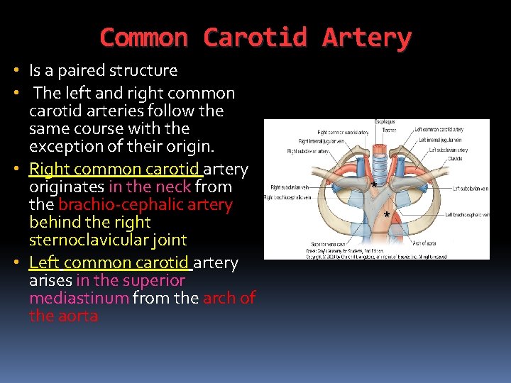 Common Carotid Artery • Is a paired structure • The left and right common