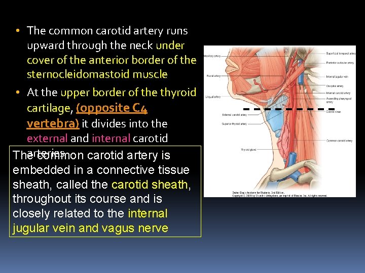  • The common carotid artery runs upward through the neck under cover of