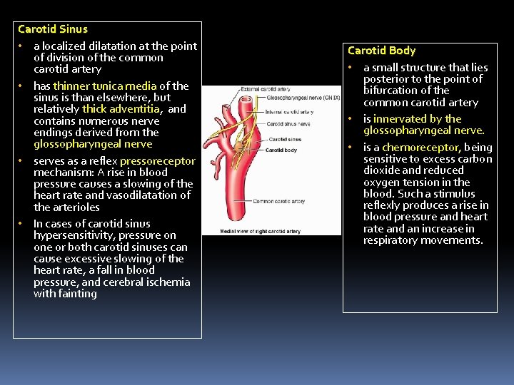 Carotid Sinus • a localized dilatation at the point of division of the common