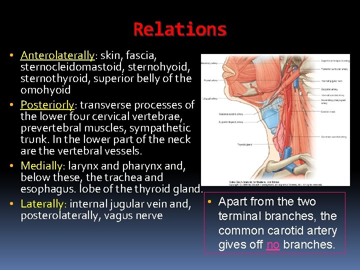 Relations • Anterolaterally: skin, fascia, sternocleidomastoid, sternohyoid, sternothyroid, superior belly of the omohyoid •