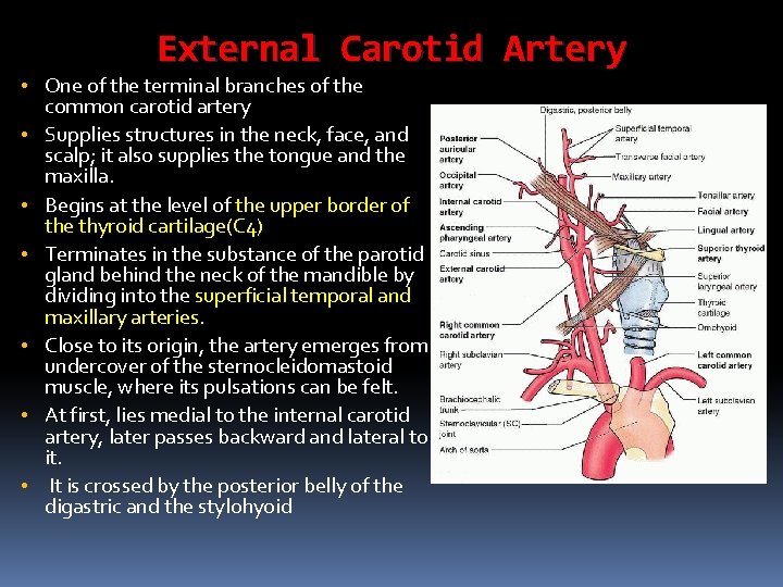 External Carotid Artery • One of the terminal branches of the common carotid artery