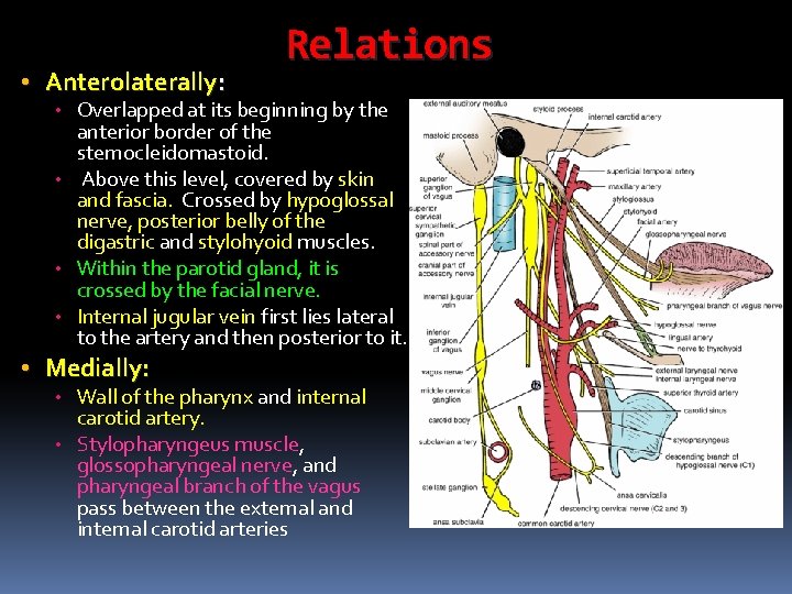  • Anterolaterally: Relations • Overlapped at its beginning by the anterior border of