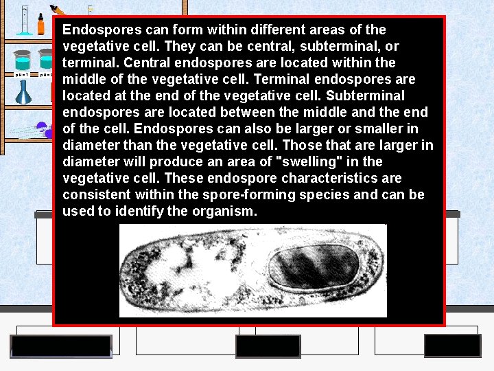 Endospores can form within different areas of the vegetative cell. They can be central,