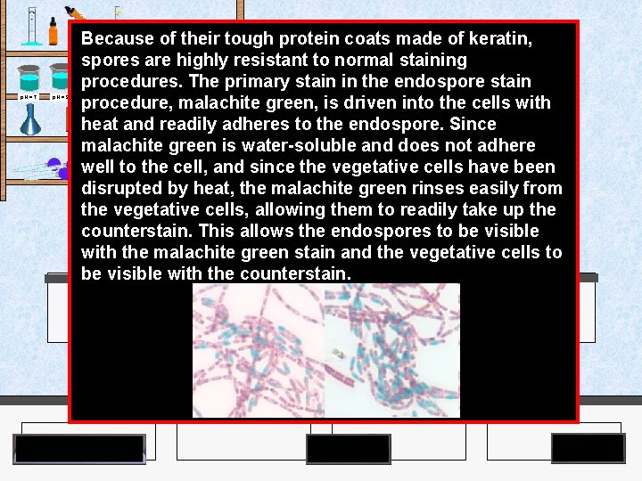 Because of their tough protein coats made of keratin, spores are highly resistant to