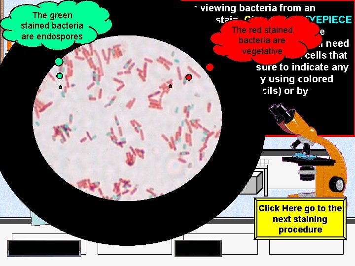 India Ink Iodine The green stained bacteria are endospores Crystal Violet Methylene Blue Malachite