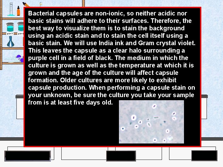 Bacterial capsules are non-ionic, so neither acidic nor basic stains will adhere to their