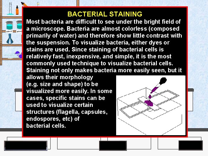 Agar Plates p. H = 7 p. H = 9 BACTERIAL STAINING Most bacteria