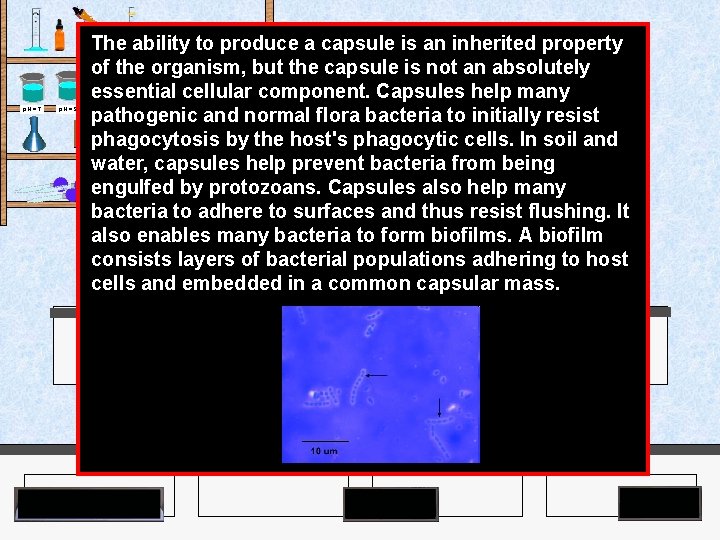 The ability to produce a capsule is an inherited property of the organism, but