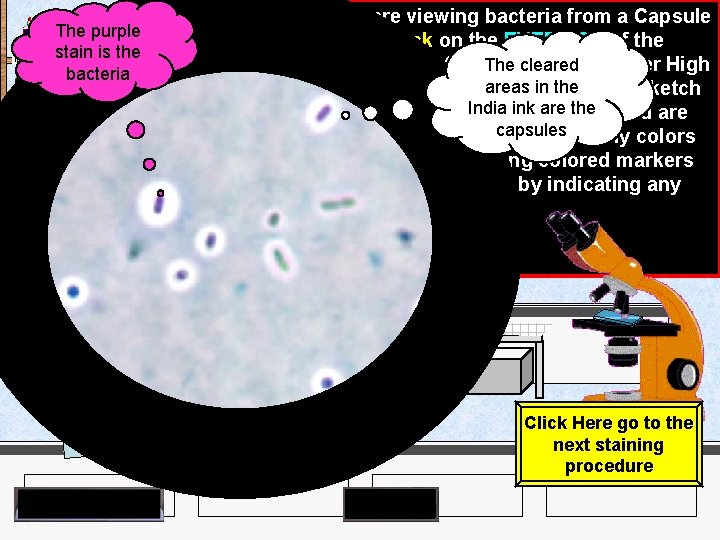 India Ink Iodine The purple stain is the bacteria Crystal Violet Methylene Blue Malachite