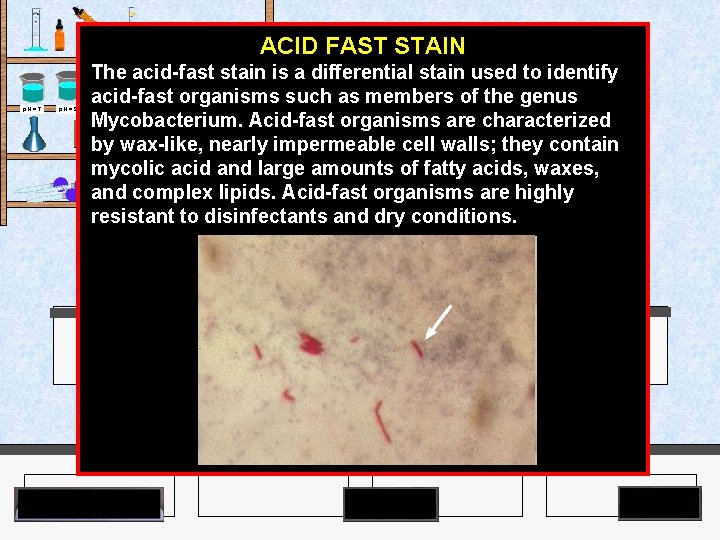 Agar Plates p. H = 7 p. H = 9 ACID FAST STAIN The