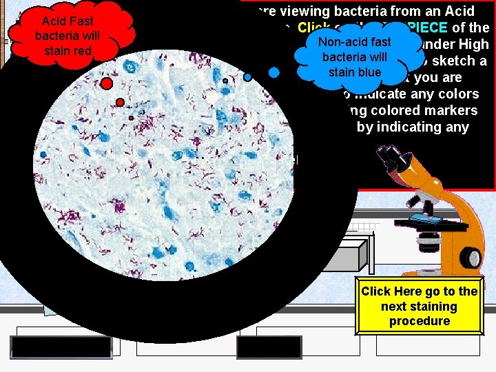 India Ink Iodine Acid Fast bacteria will stain red Crystal Violet Methylene Blue Malachite