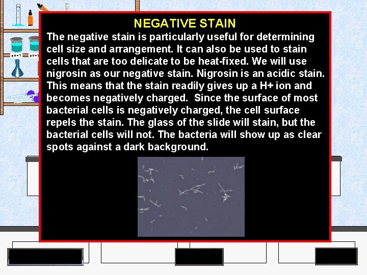 Agar Plates p. H = 7 p. H = 9 NEGATIVE STAIN The negative