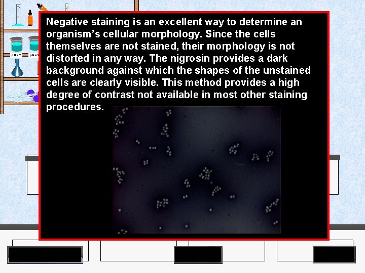 Negative staining is an excellent way to determine an organism’s cellular morphology. Since the