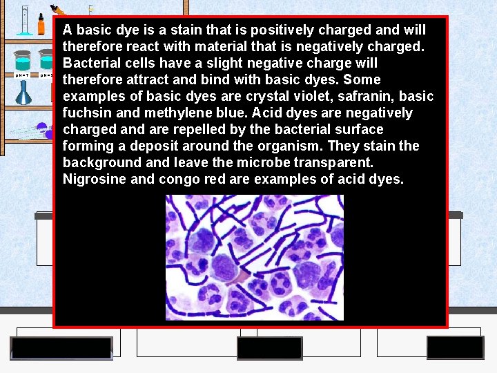 A basic dye is a stain that is positively charged and will therefore react