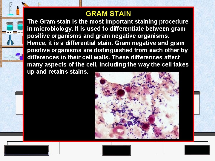 Agar Plates p. H = 7 p. H = 9 GRAM STAIN The Gram