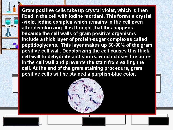 Gram positive cells take up crystal violet, which is then fixed in the cell