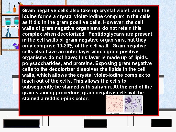 Gram negative cells also take up crystal violet, and the iodine forms a crystal