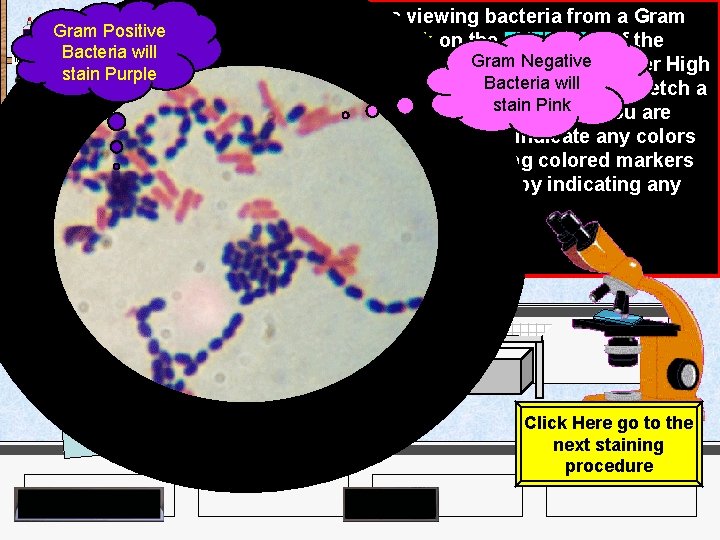 India Ink Iodine Gram Positive Bacteria will stain Purple Crystal Violet Methylene Blue Malachite