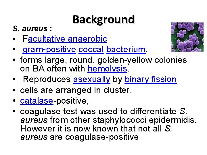 Background S. aureus : • Facultative anaerobic • gram-positive coccal bacterium. • forms large,