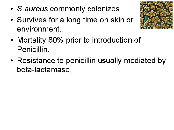  • S. aureus commonly colonizes • Survives for a long time on skin