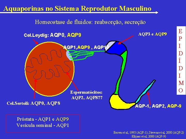 Aquaporinas no Sistema Reprodutor Masculino Homeostase de fluidos: reabsorção, secreção Cel. Leydig: AQP 0,