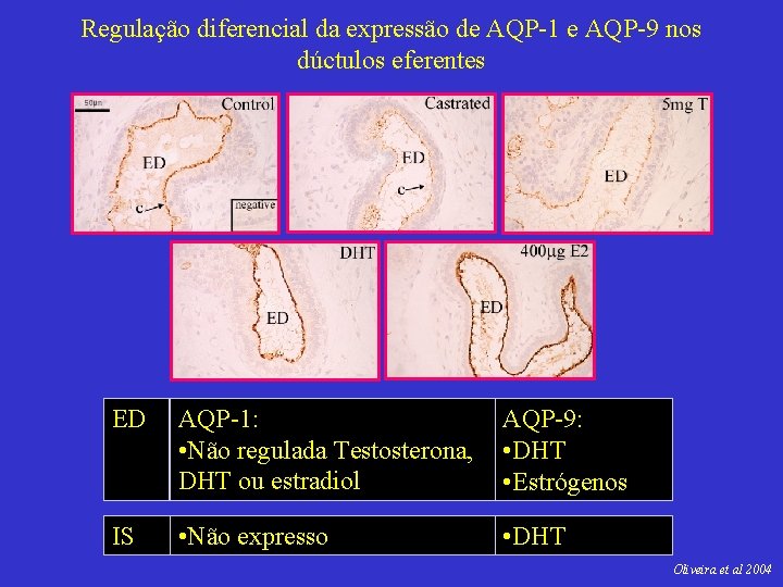 Regulação diferencial da expressão de AQP-1 e AQP-9 nos dúctulos eferentes ED AQP-1: •