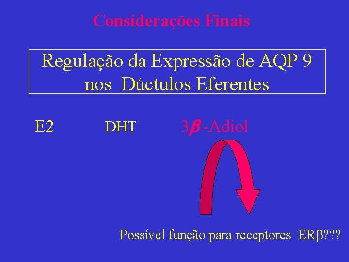 Considerações Finais Regulação da Expressão de AQP 9 nos Dúctulos Eferentes E 2 DHT