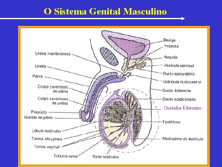 O Sistema Genital Masculino 