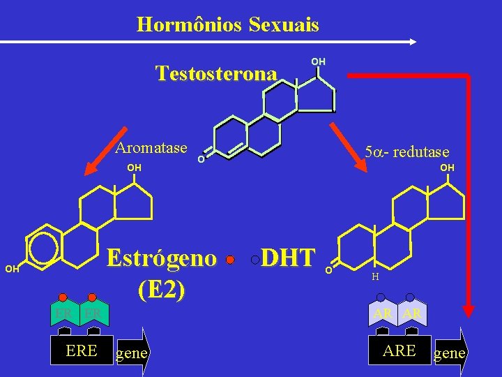 Hormônios Sexuais Testosterona Aromatase OH ER ER ERE 5 - redutase O Estrógeno (E