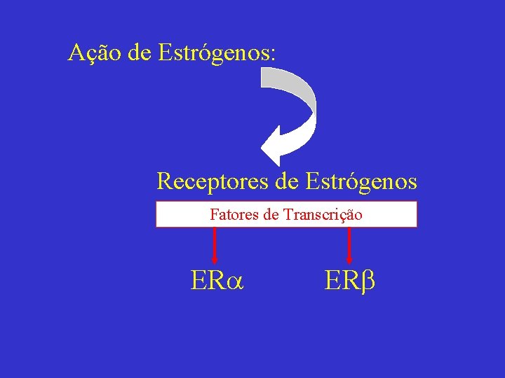 Ação de Estrógenos: Receptores de Estrógenos Fatores de Transcrição ER 