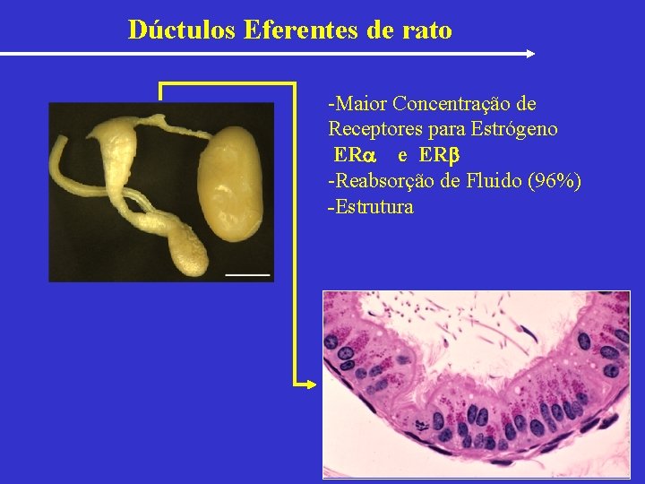 Dúctulos Eferentes de rato -Maior Concentração de Receptores para Estrógeno ER e ER -Reabsorção