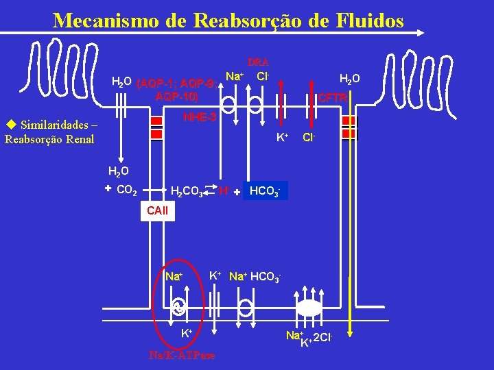 Mecanismo de Reabsorção de Fluidos DRA + H 2 O (AQP-1; AQP-9; Na AQP-10)