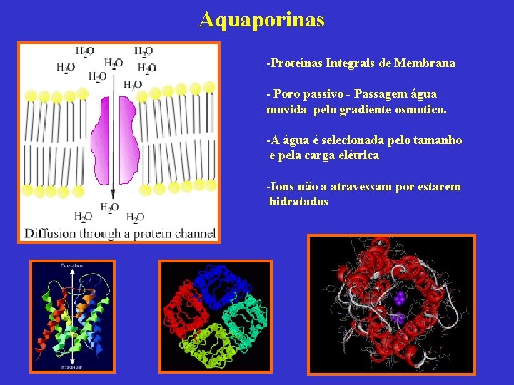Aquaporinas -Proteínas Integrais de Membrana - Poro passivo - Passagem água movida pelo gradiente