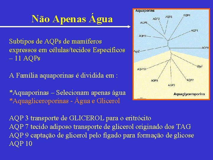 Não Apenas Água Subtipos de AQPs de mamíferos expressos em células/tecidos Específicos – 11