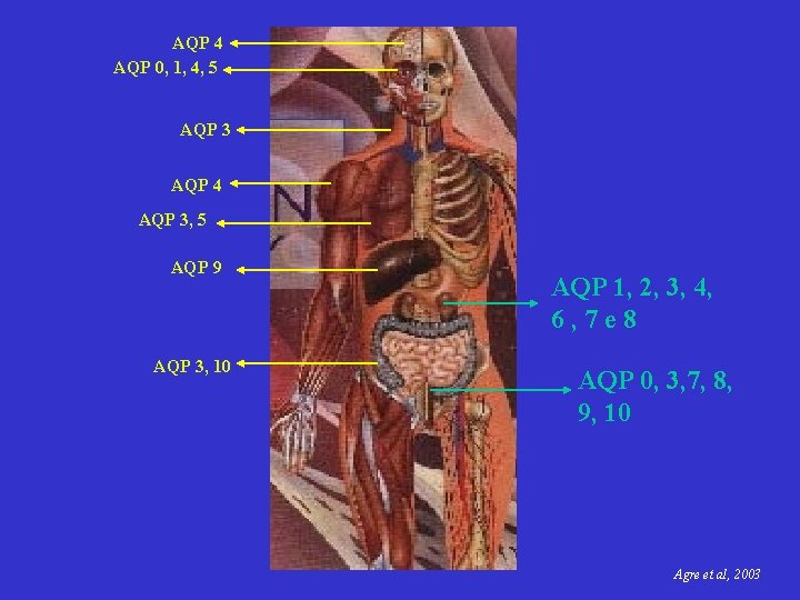 AQP 4 AQP 0, 1, 4, 5 AQP 3 AQP 4 AQP 3, 5