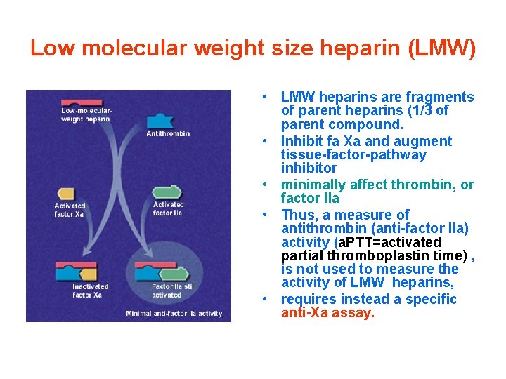 Low molecular weight size heparin (LMW) • LMW heparins are fragments of parent heparins
